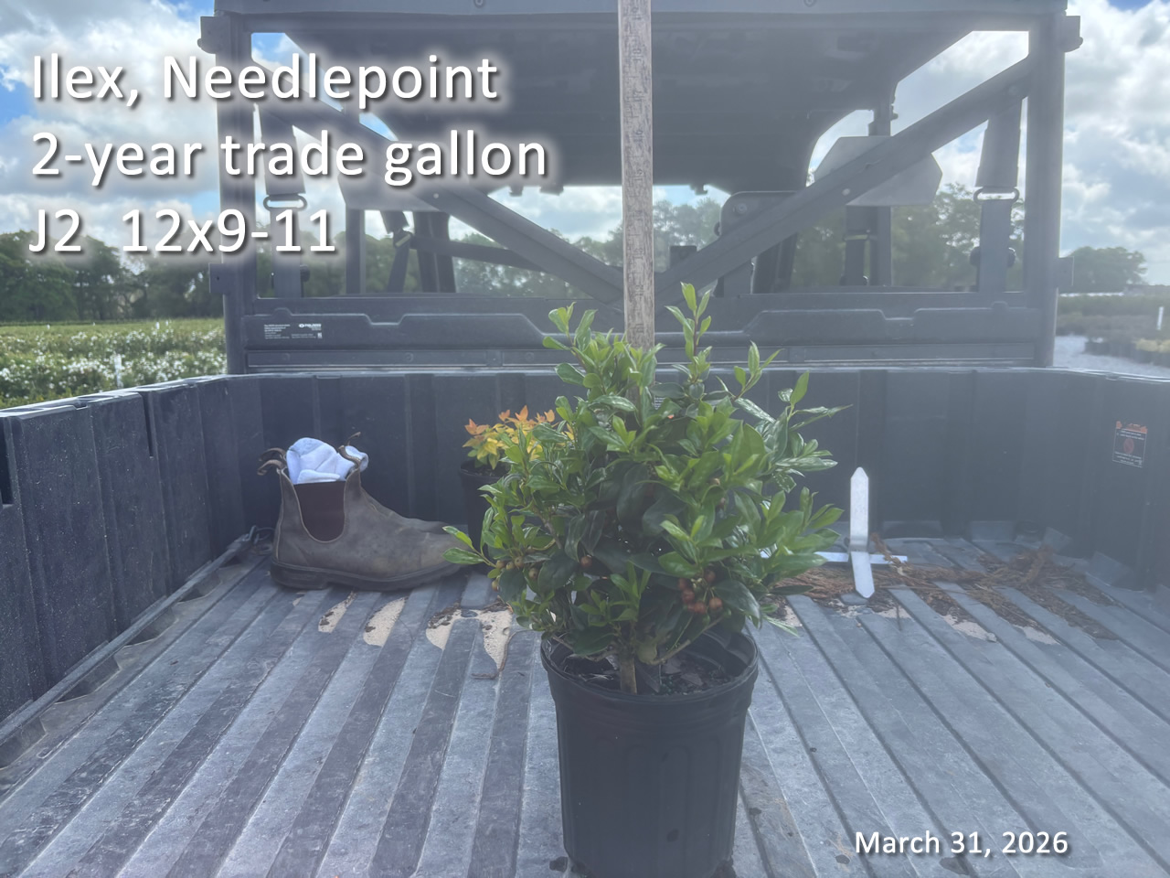 gallery/np2yt j2 mar31.jpg